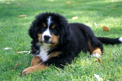 race chien bouvier flandres